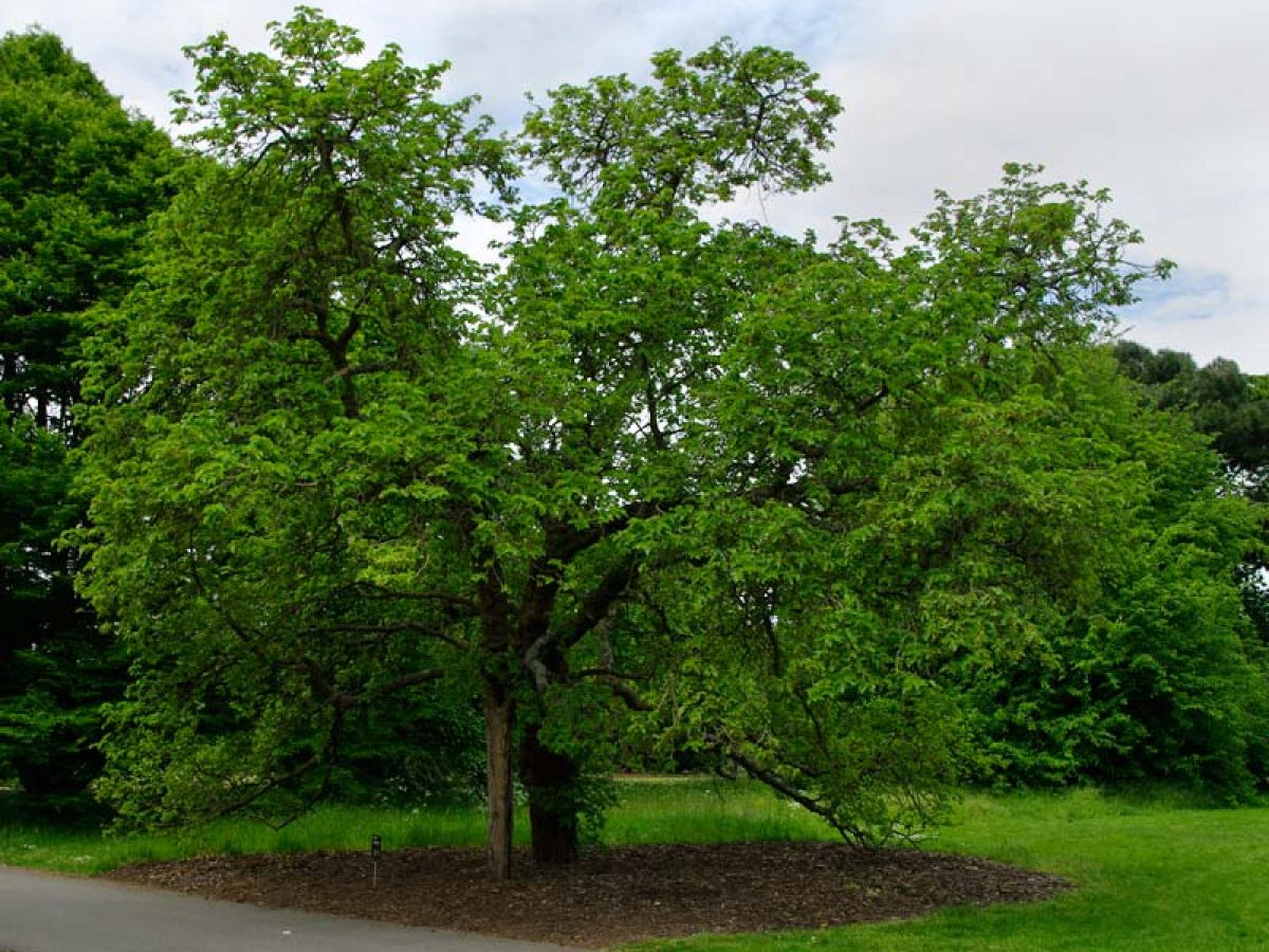Шелковица фото деревьев